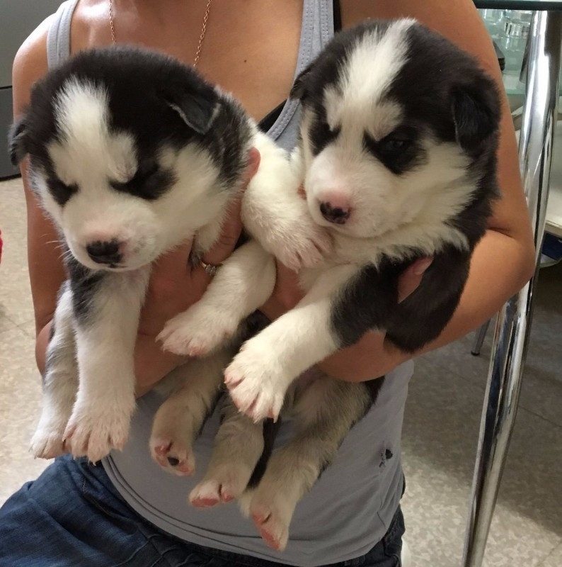 Sweet Siberian Husky Puppies(571) 512-6260 