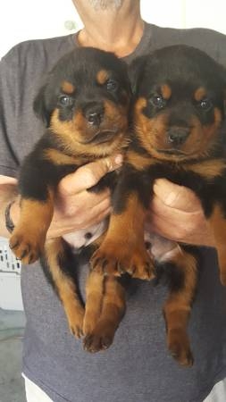 German Rottweiler Puppies available ready to go